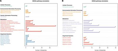 Effects of Herbal Tea Residue on Growth Performance, Meat Quality, Muscle Metabolome, and Rumen Microbiota Characteristics in Finishing Steers